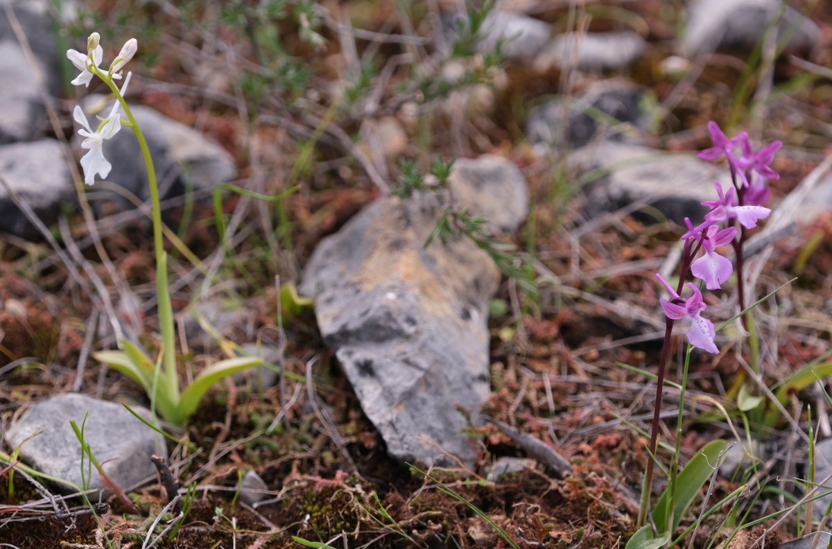 Orchidee di Marzo - Dalla Grecia con passione